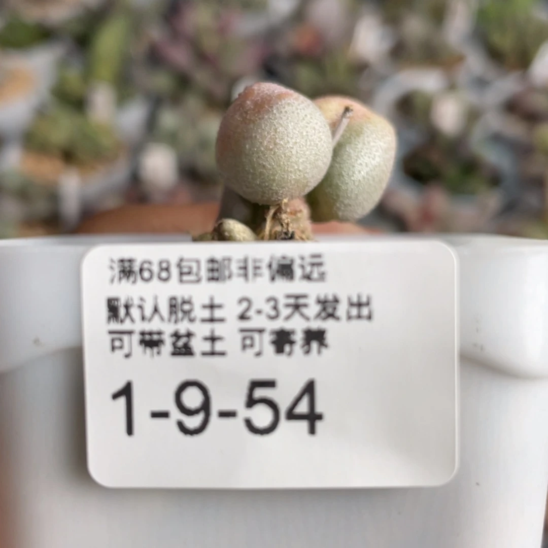【闪购商品】自***刻 赠品