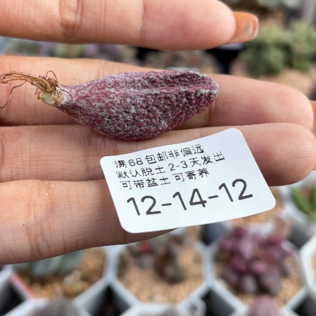 【闪购商品】余****渡        花猪肝
