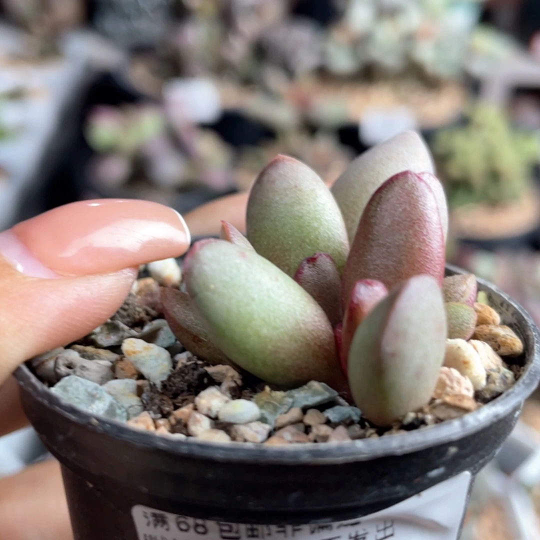 【闪购商品】     仙桃