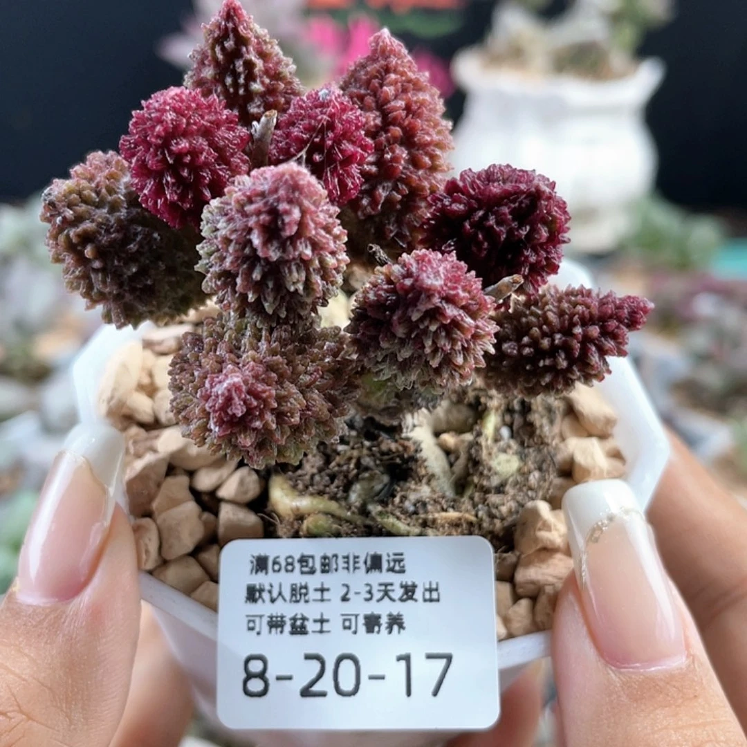 朱紫玉包邮非偏远。