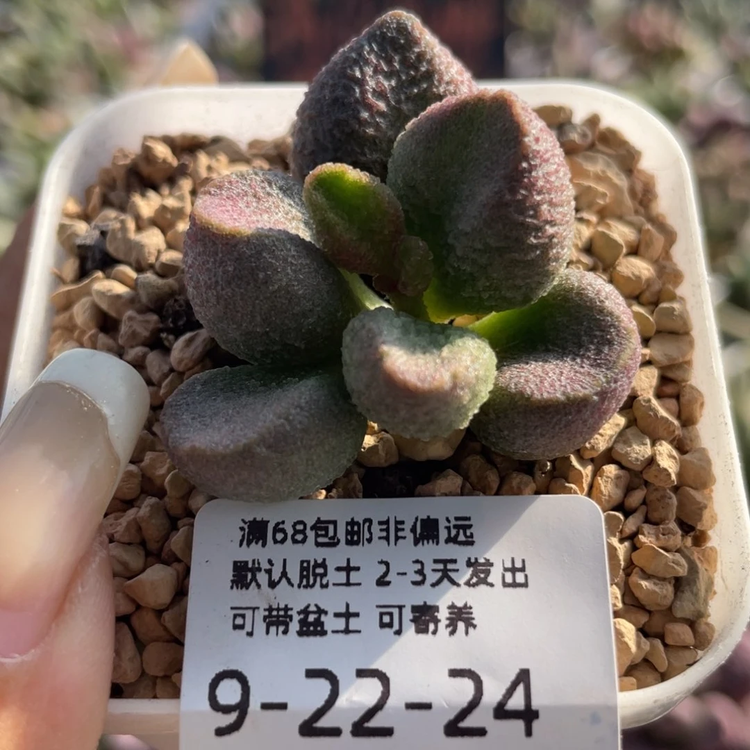 水蜜桃。