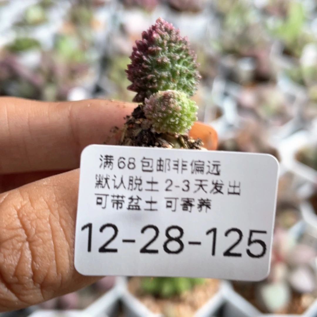 【闪购商品】6*     赠品