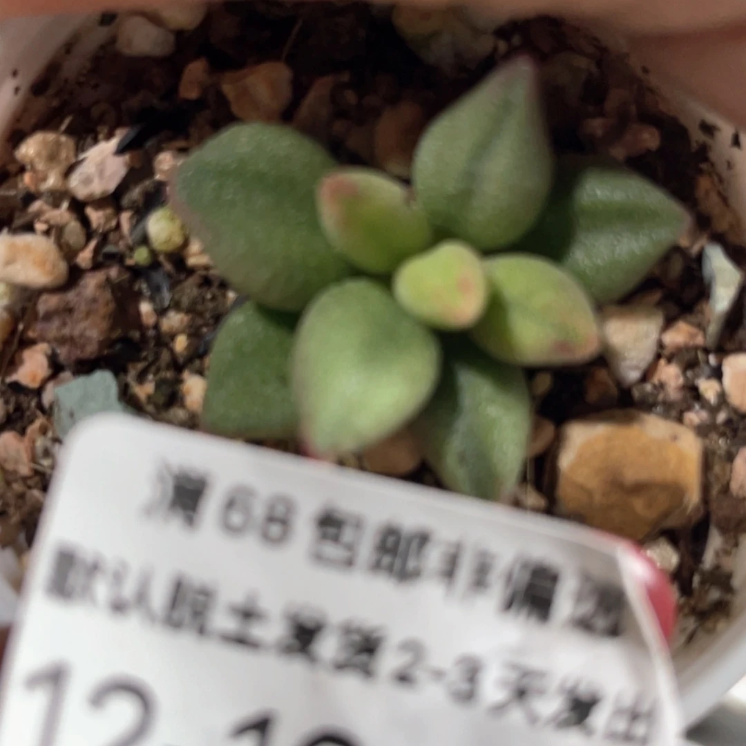 【闪购商品】大红嘴。