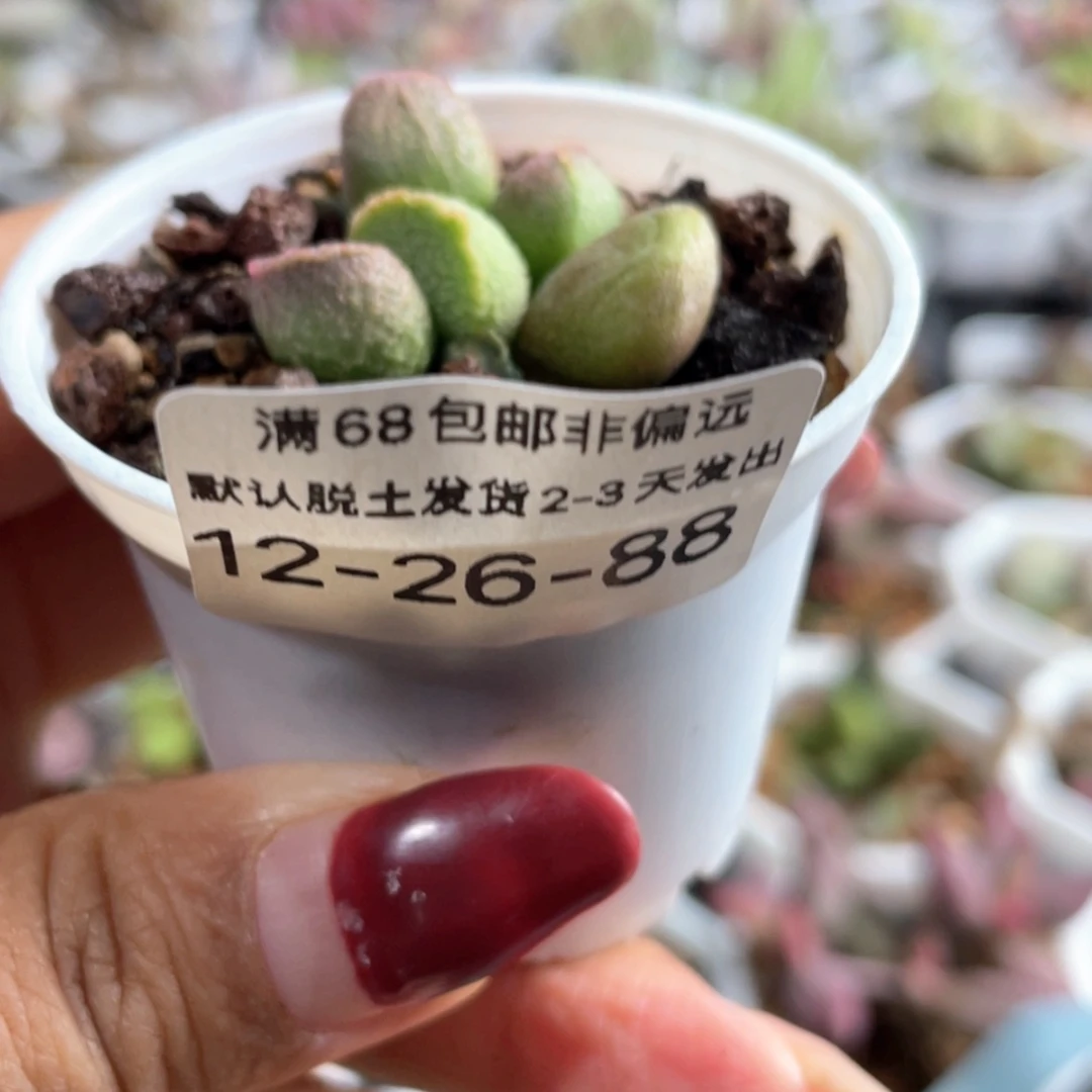 【闪购商品】赛猪肝。