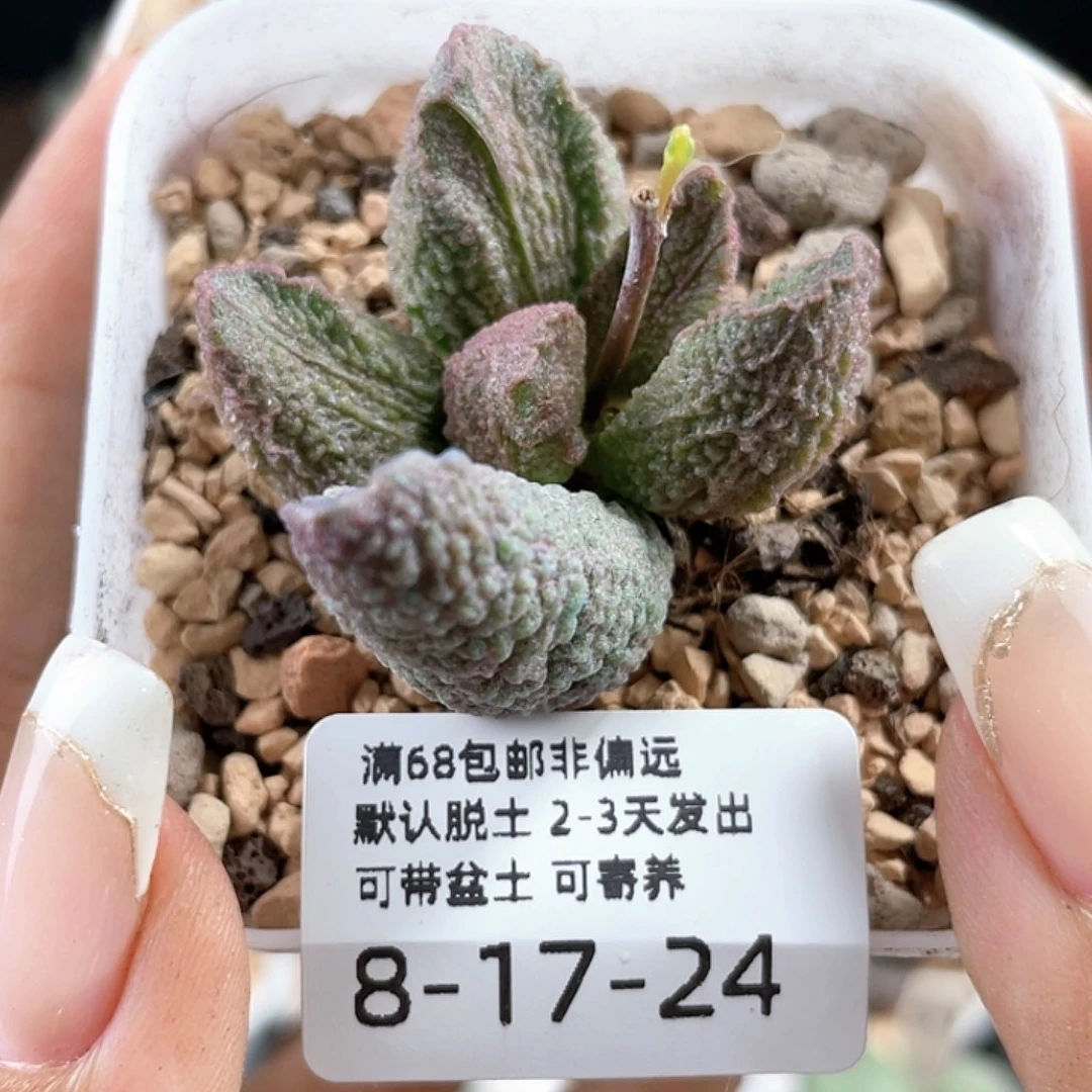 小怪兽。