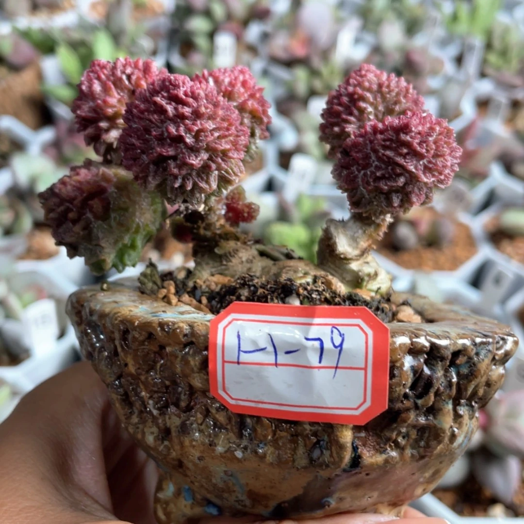 【闪购商品】L****           半价购朱