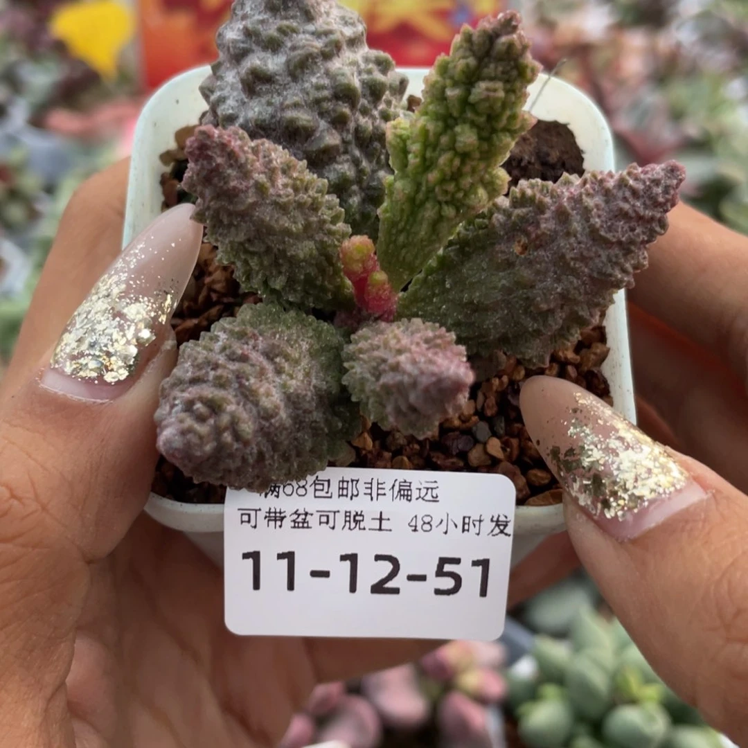 小*        蛮鬼塔。