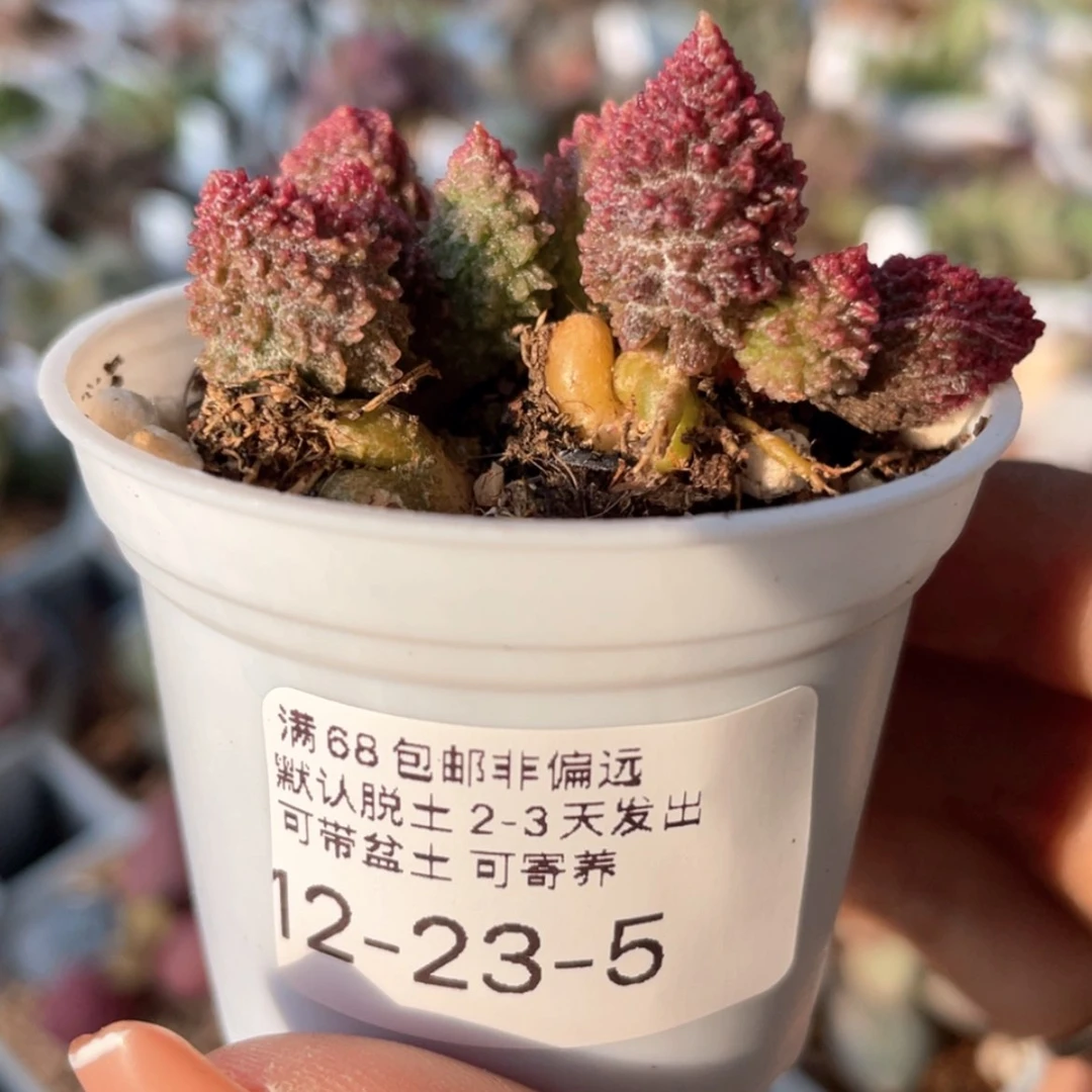 【闪购商品】 朱紫玉