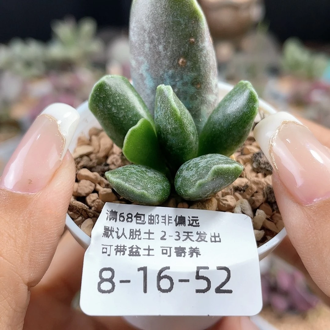 库博。