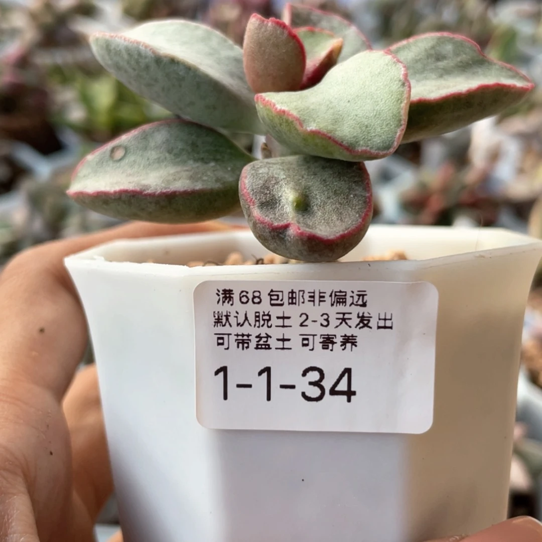 【闪购商品】S****y        赠品