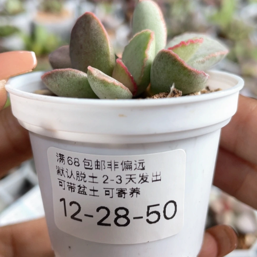 【闪购商品】