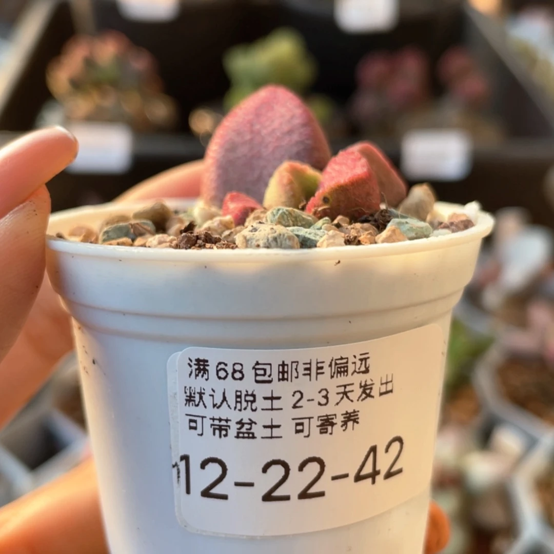 【闪购商品】眼*媚     夏娃