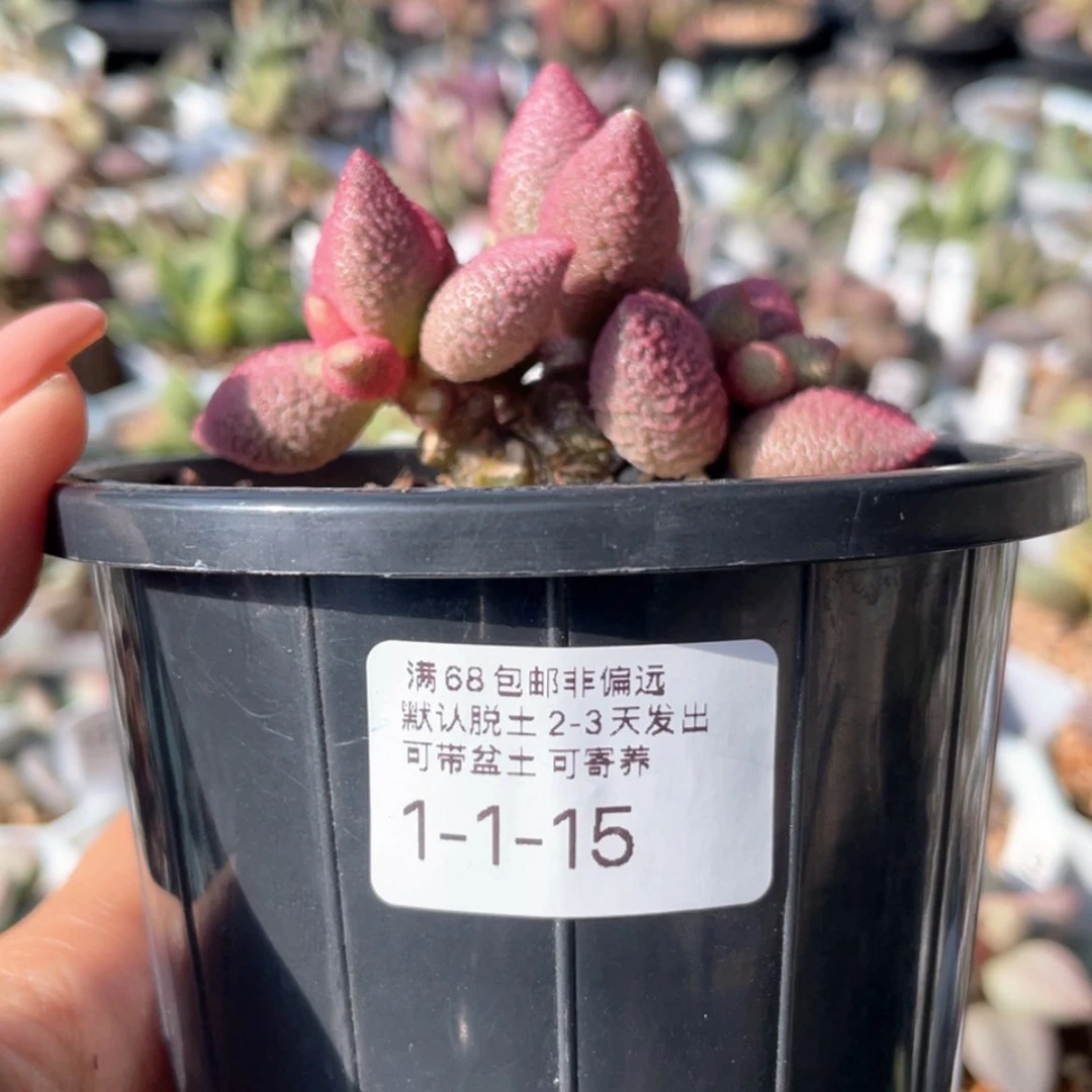 【闪购商品】无**岛        赠品