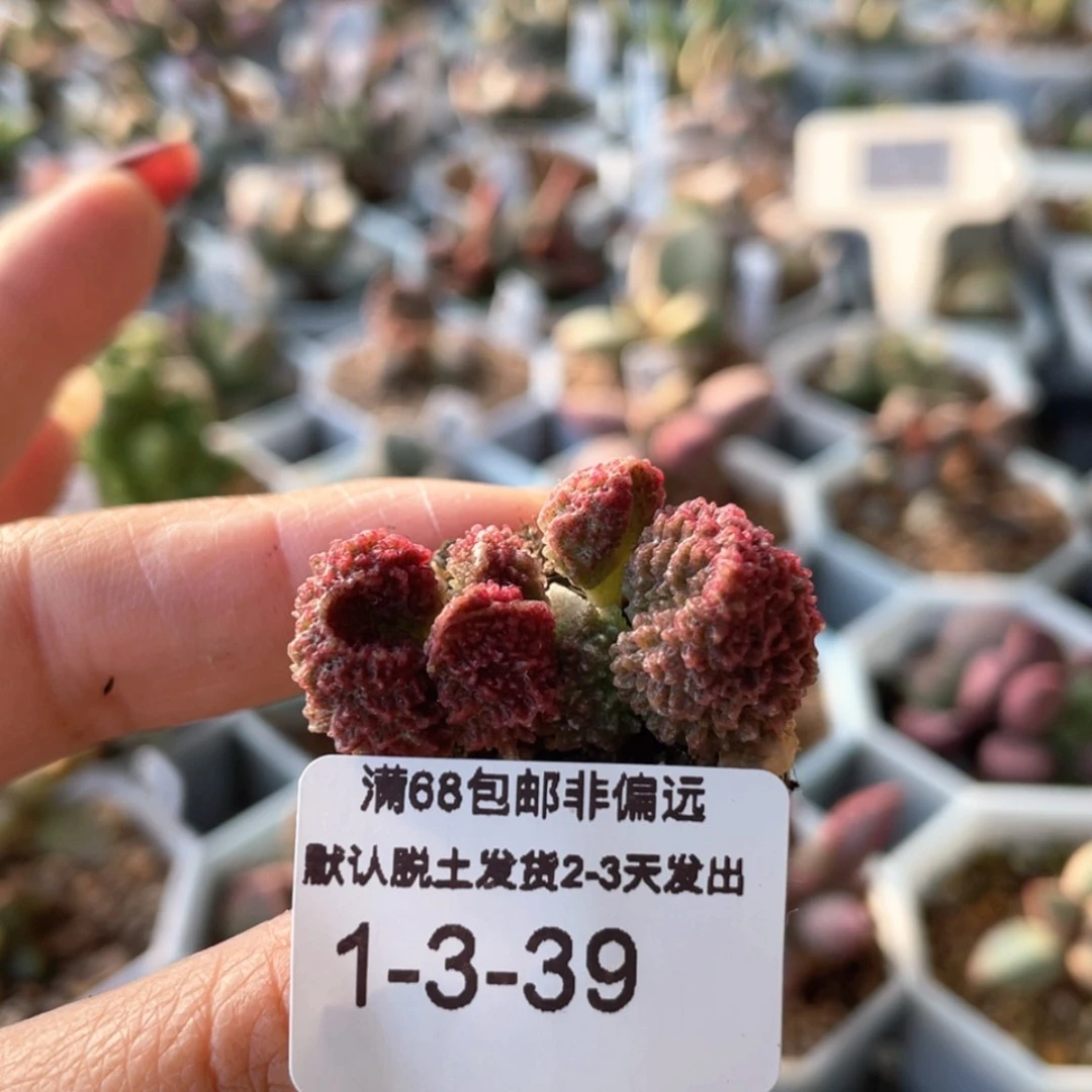 【闪购商品】朱。