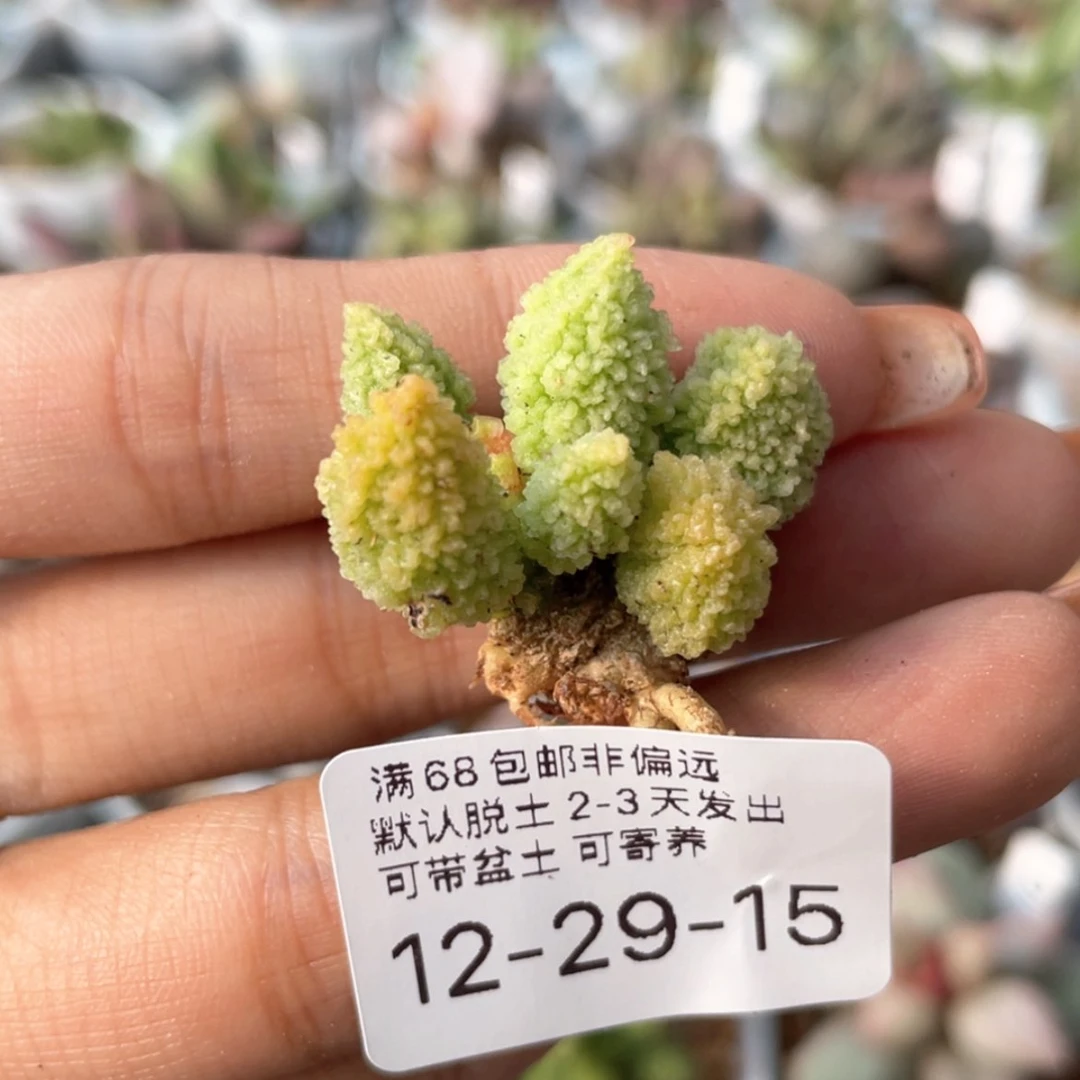 【闪购商品】世****）