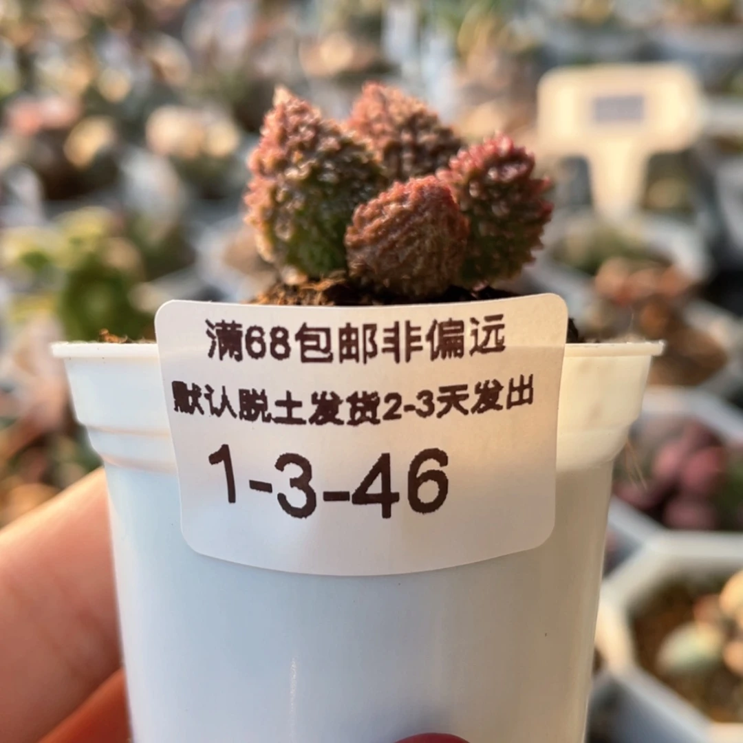 【闪购商品】朱。