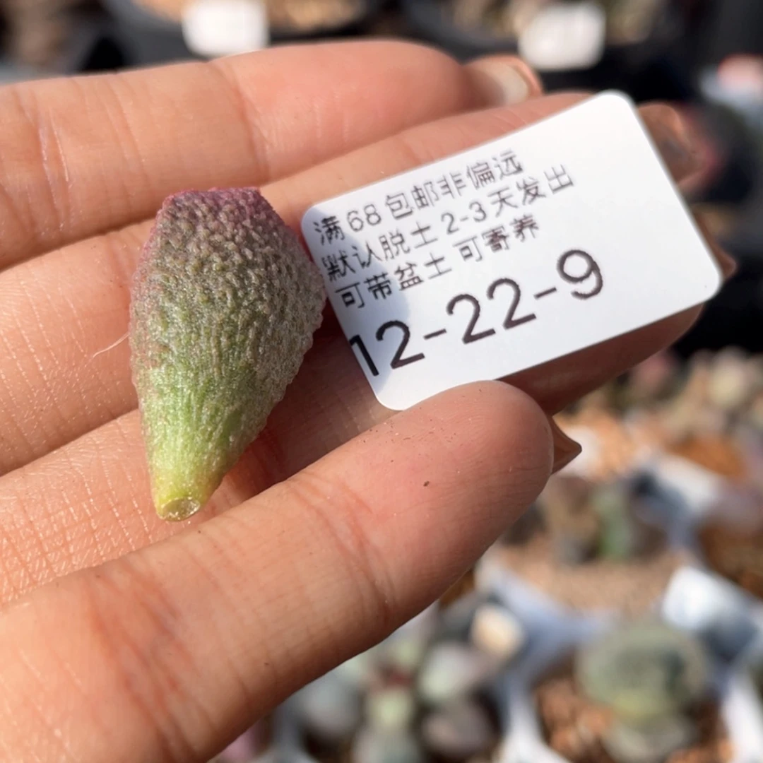 【闪购商品】七**?     粉晶娃娃