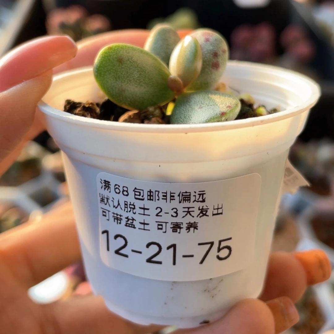 【闪购商品】    恐龙蛋