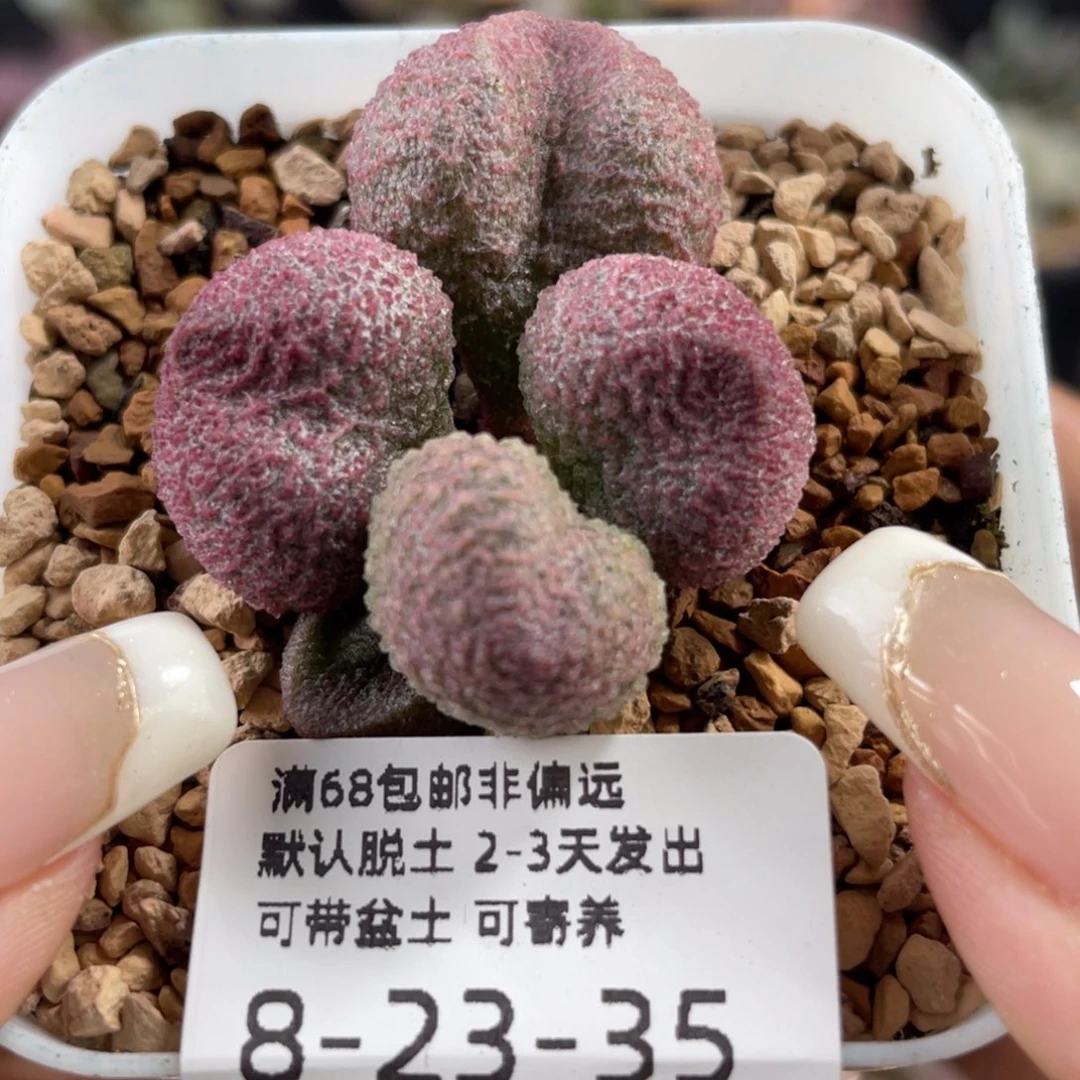 水蜜桃。