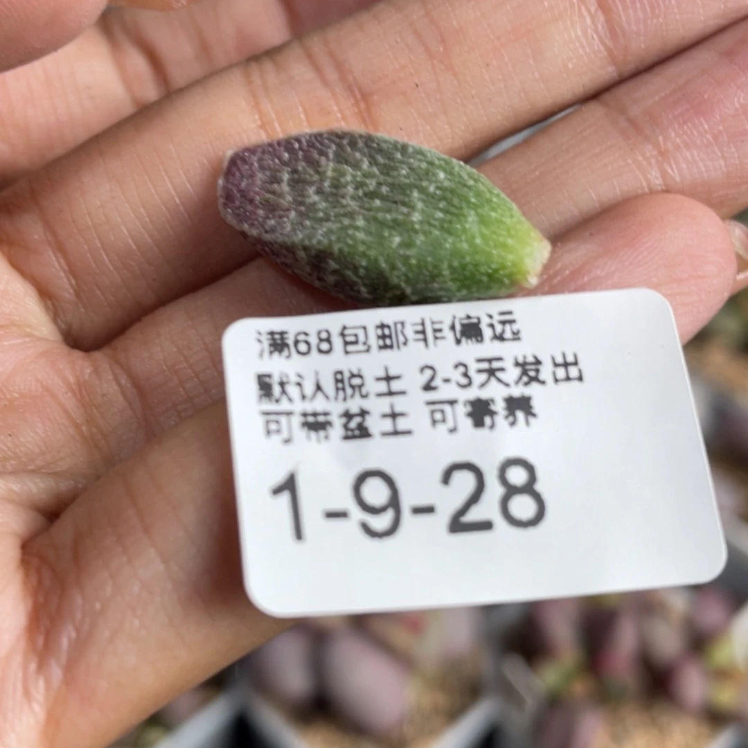 【闪购商品】 量拍哈莫