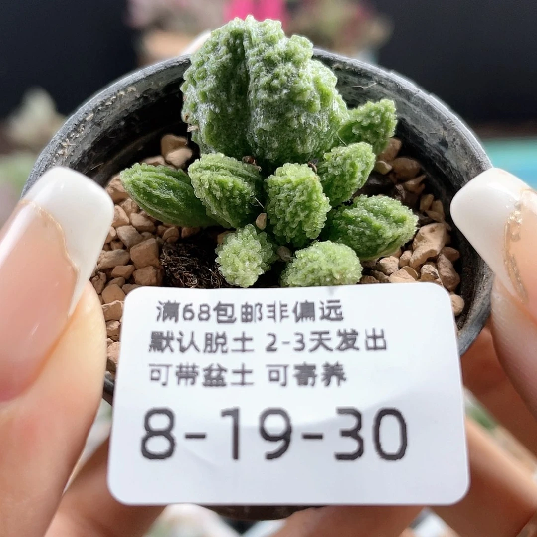大又翠绿石。