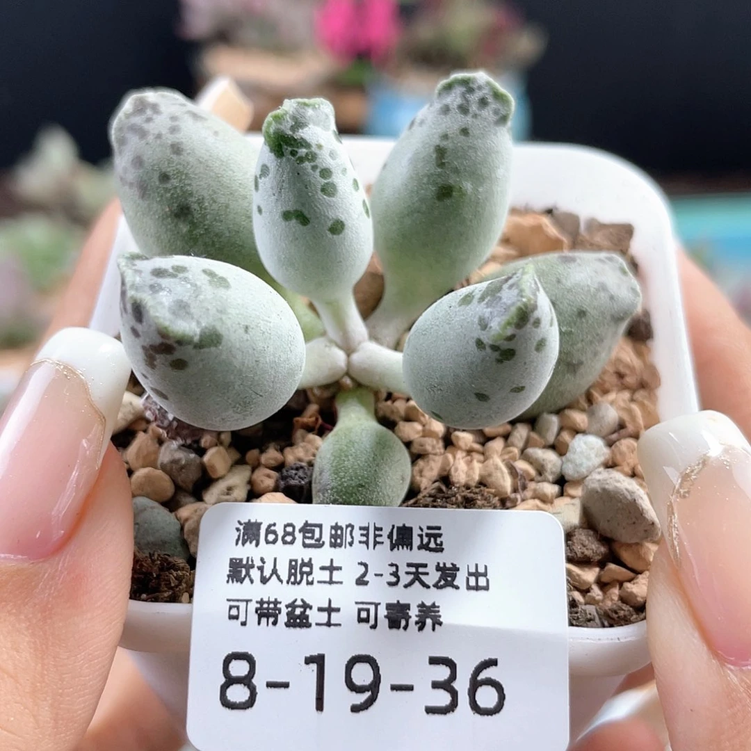 海豹。