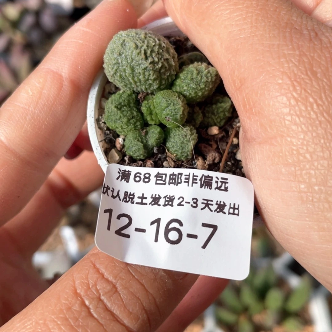 【闪购商品】6*丸叶翠。