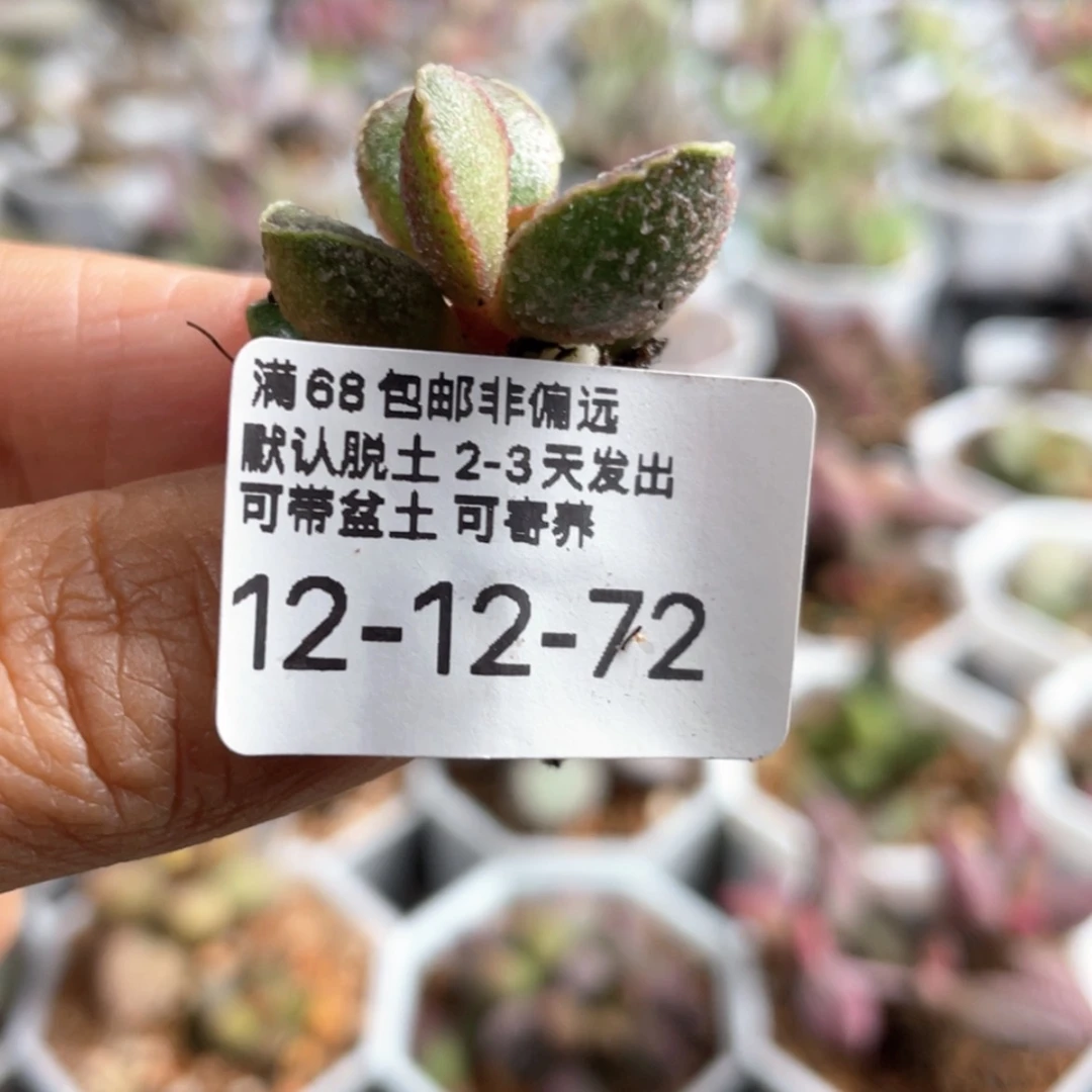 【闪购商品】随****?胖虎。