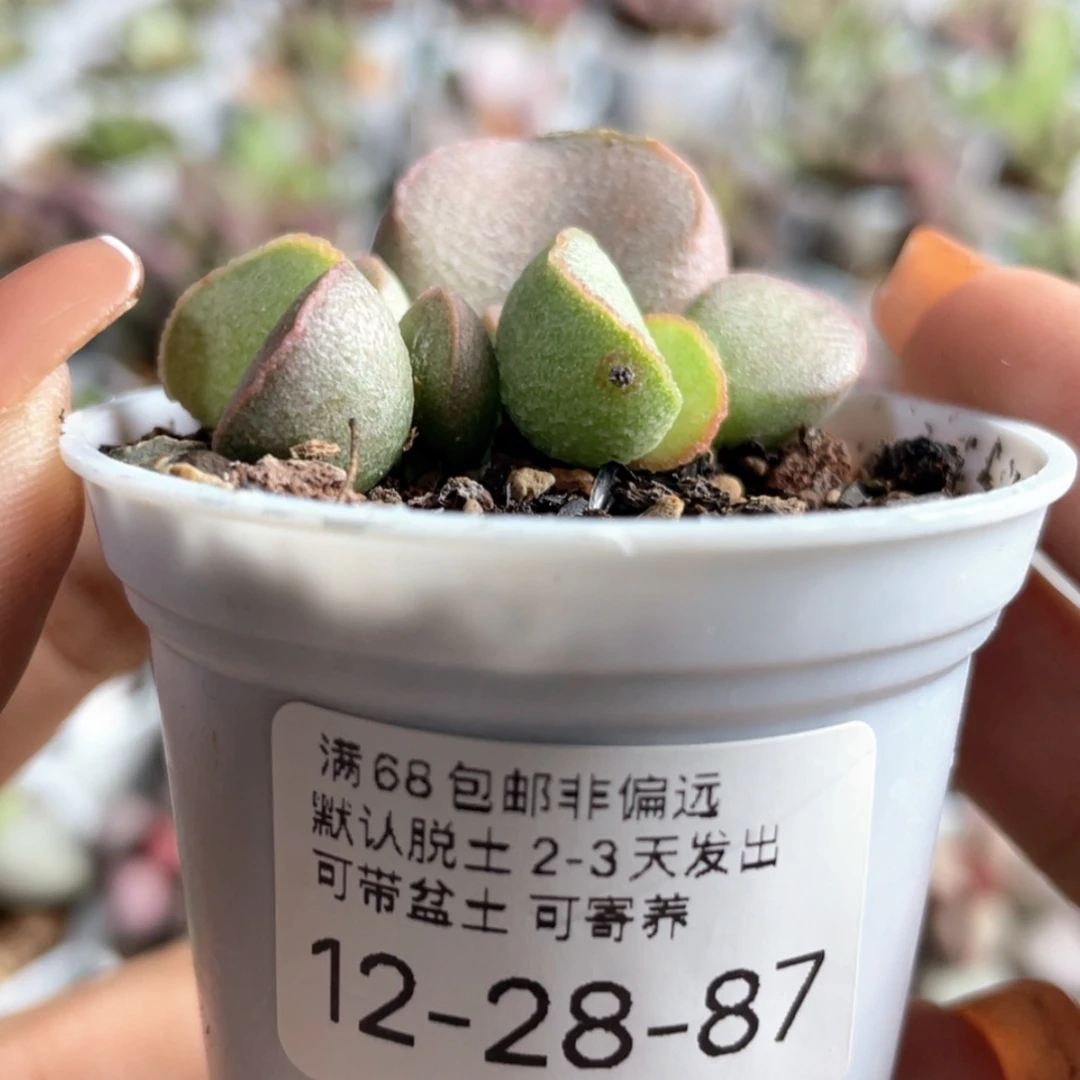 【闪购商品】    黛安娜