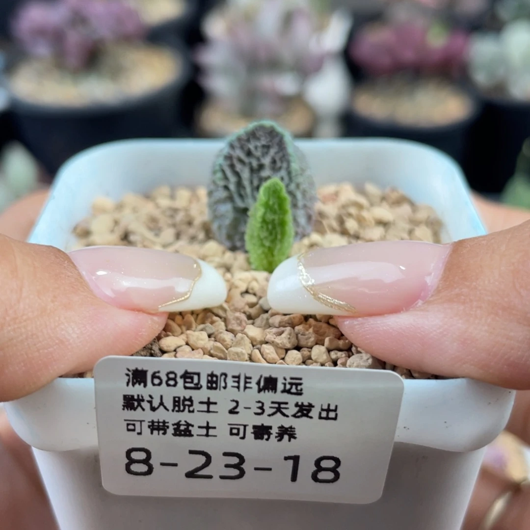 小*           摩羯座。