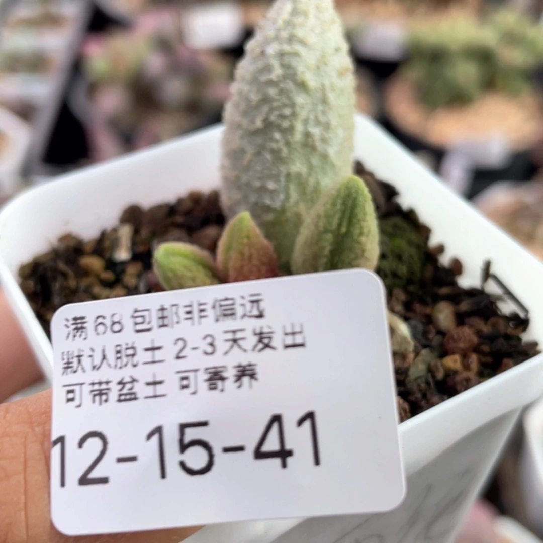 【闪购商品】梅*          西施