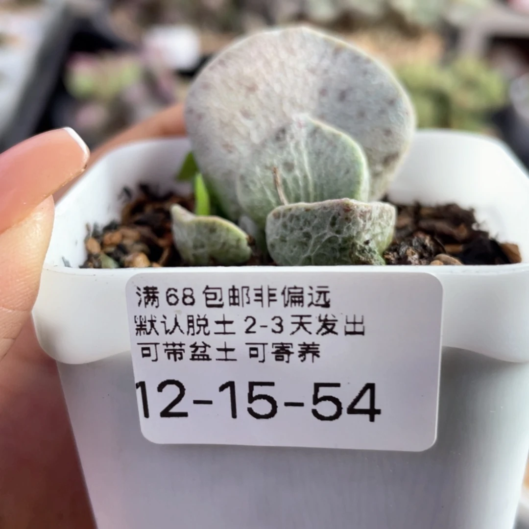 【闪购商品】L**** 银波粉蛋