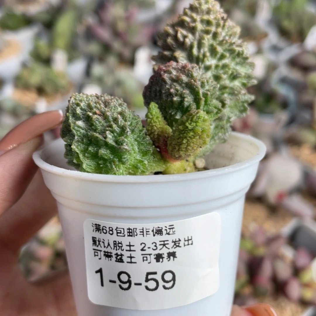 【闪购商品】自***刻           拍卖
