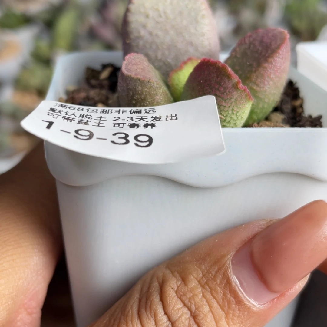 【闪购商品】        量拍