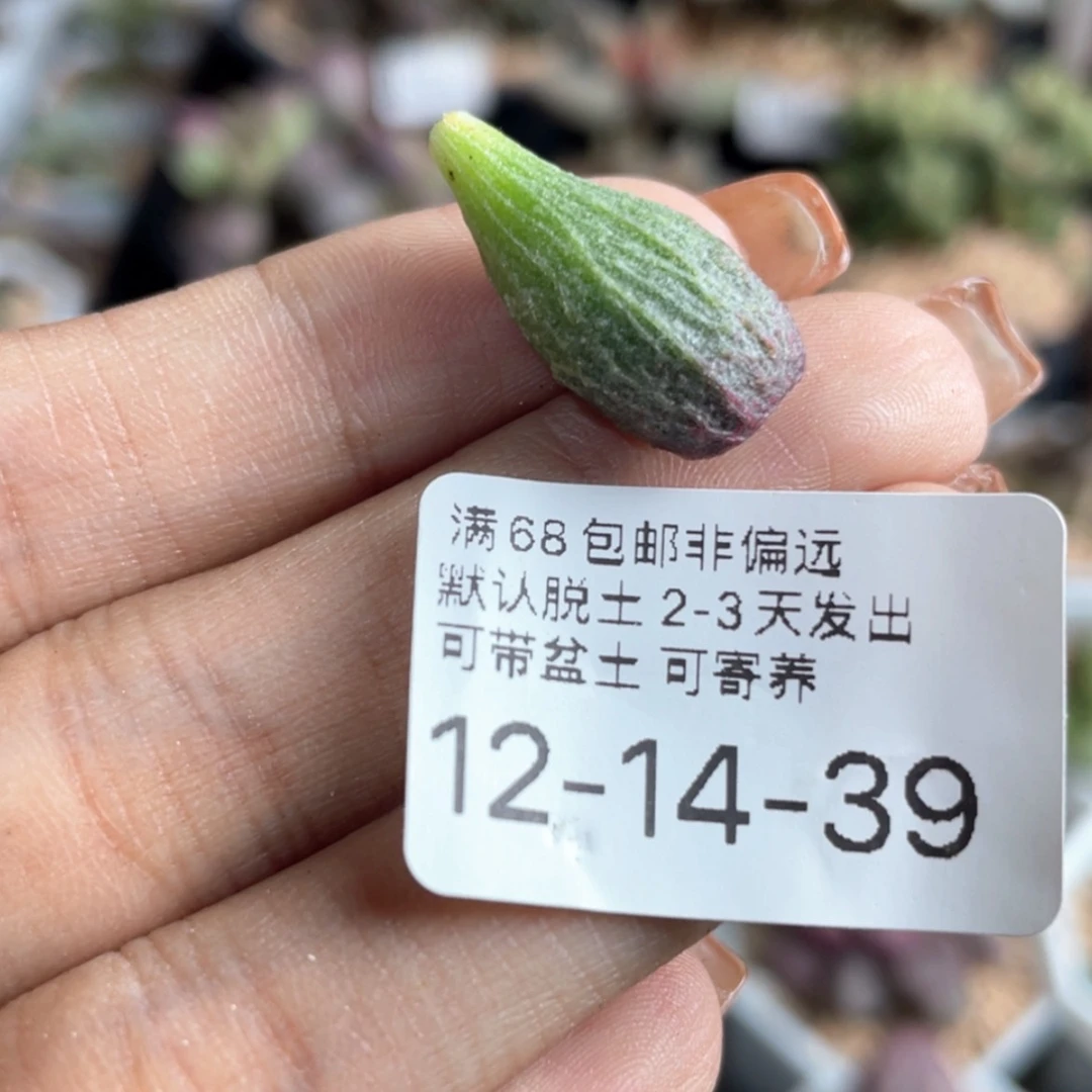 【闪购商品】世****）      朱杂