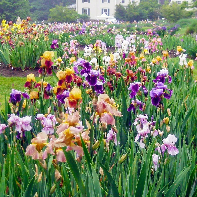 德国鸢尾花苗盆栽宿根地被耐寒植物蓝蝴蝶庭院花坛多年生花镜绿化
