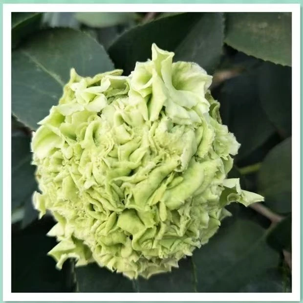 绿可娜茶花带花苞盆栽名贵花卉阳台室内客厅花苗庭院植物