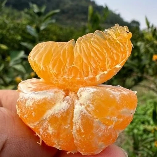 快递包邮黄岩蜜桔品种宫川蜜桔无核橘子水果特产现摘非涌泉蜜桔