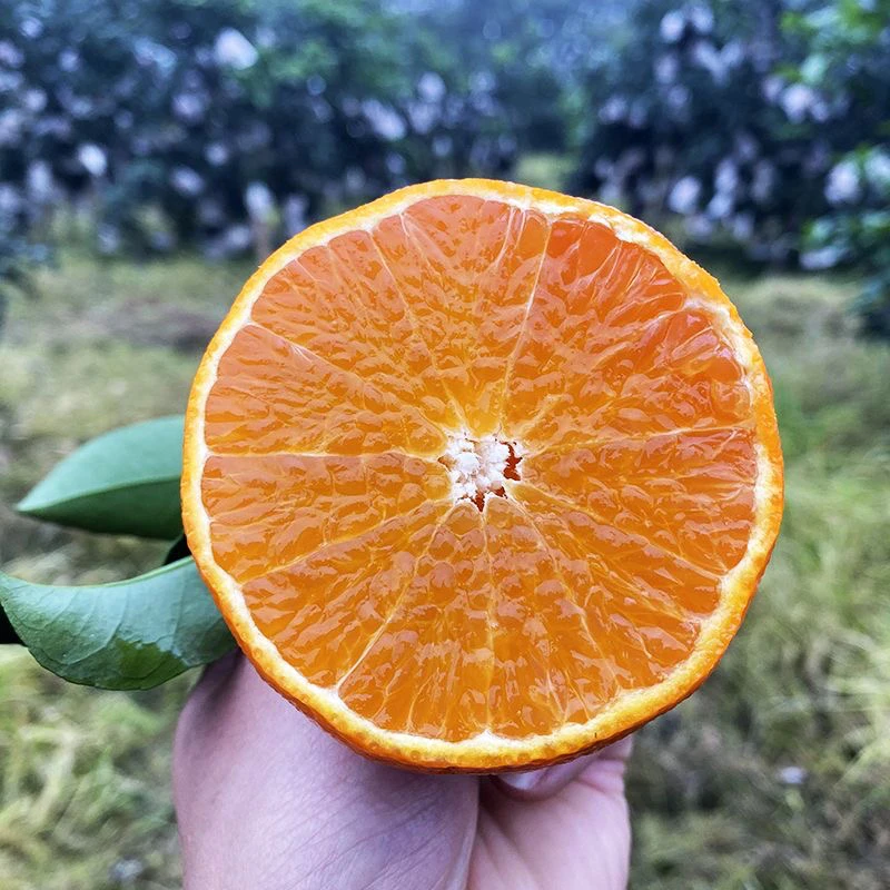 （哈尔滨仓发）爱媛红框果冻橙 一箱6斤