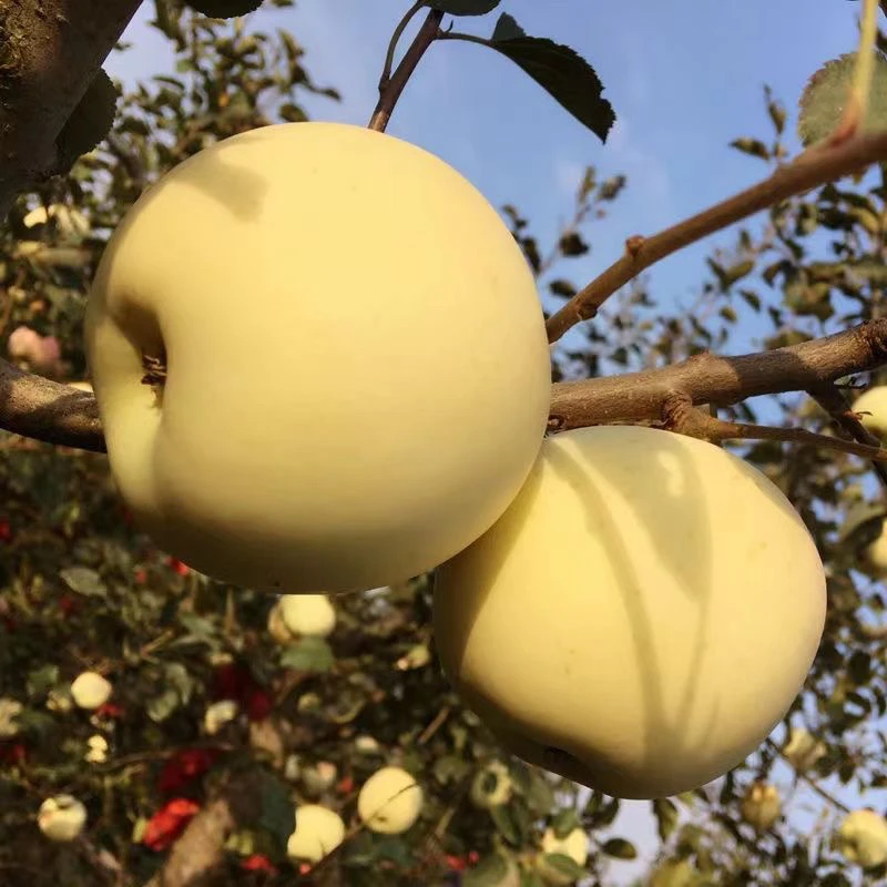 （哈尔滨仓发） 牛奶阿克苏苹果 一箱7.5斤