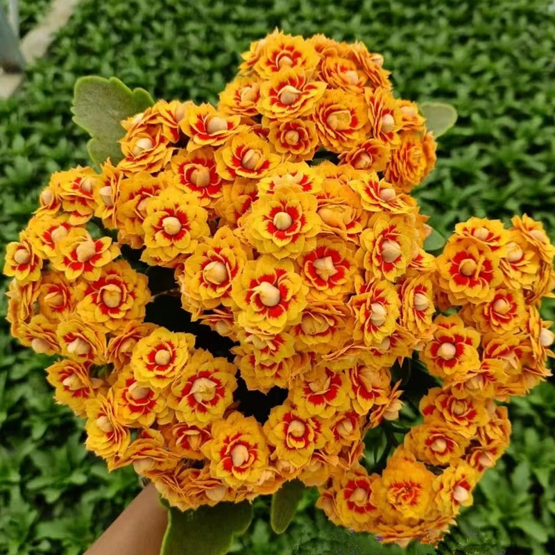 [洛桑女神]重瓣大花长寿花