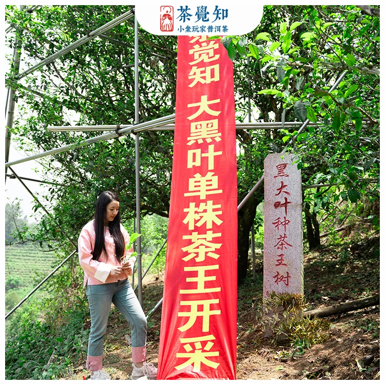 茶觉知2024年/临沧勐库 大黑叶单株茶王古树 头春生普 普洱茶