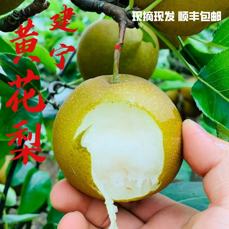 【顺丰包邮】正宗福建建宁黄花梨现摘现发酥脆爆汁无渣细腻新鲜水果