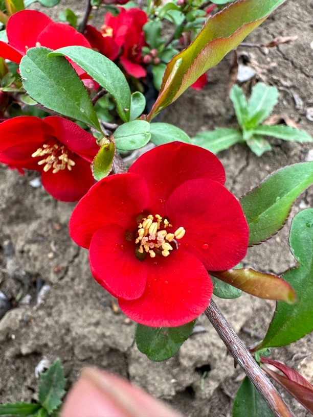 【原生榠栌海棠二年桩