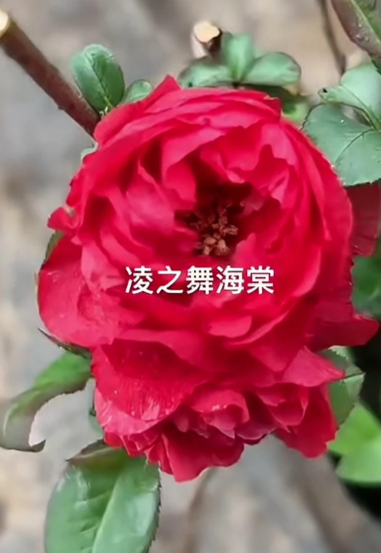 原生海棠凌之舞海棠二年苗 】海棠福利