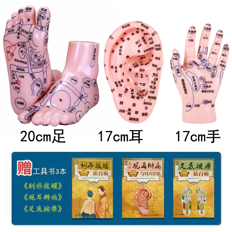 按摩手足耳模型刻字高清推拿穴位按摩手部足底耳朵反射区模型学习