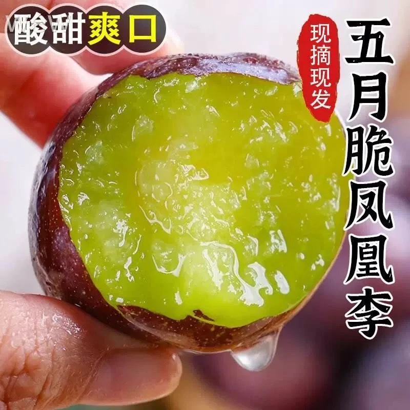 【19.9/5斤】四川正宗五月脆凤凰李子脆甜4.5-5斤礼盒装坏果包赔