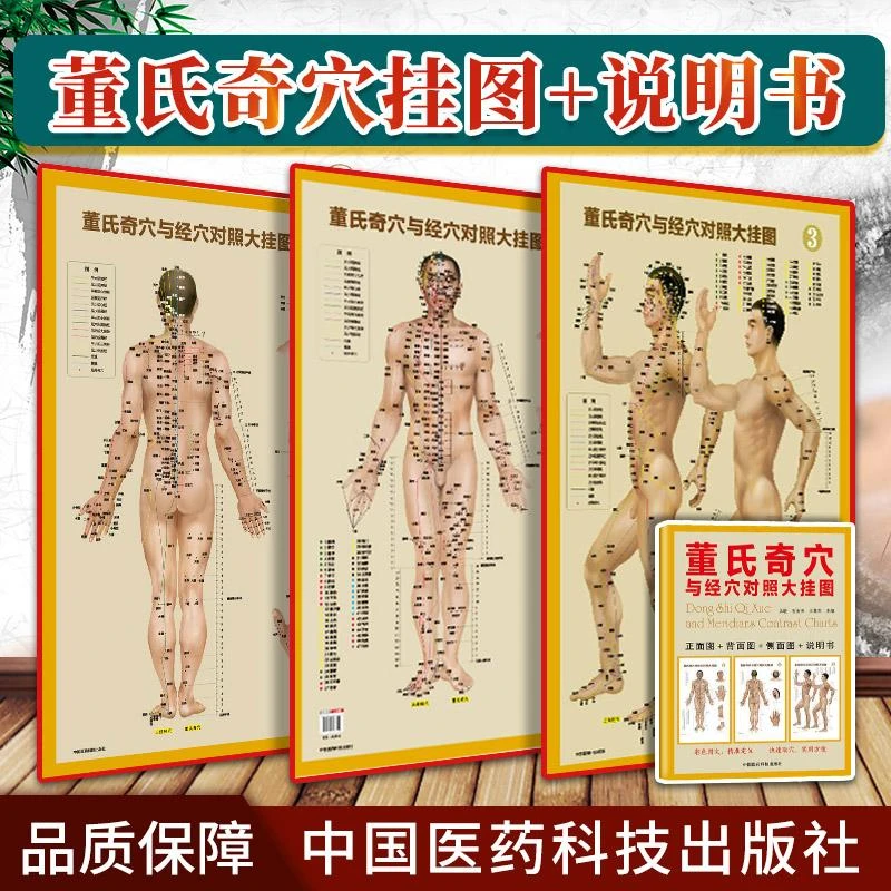 董氏奇穴与经穴对照大挂图王敏石金芳王慧杰主编穴位入门经络穴位