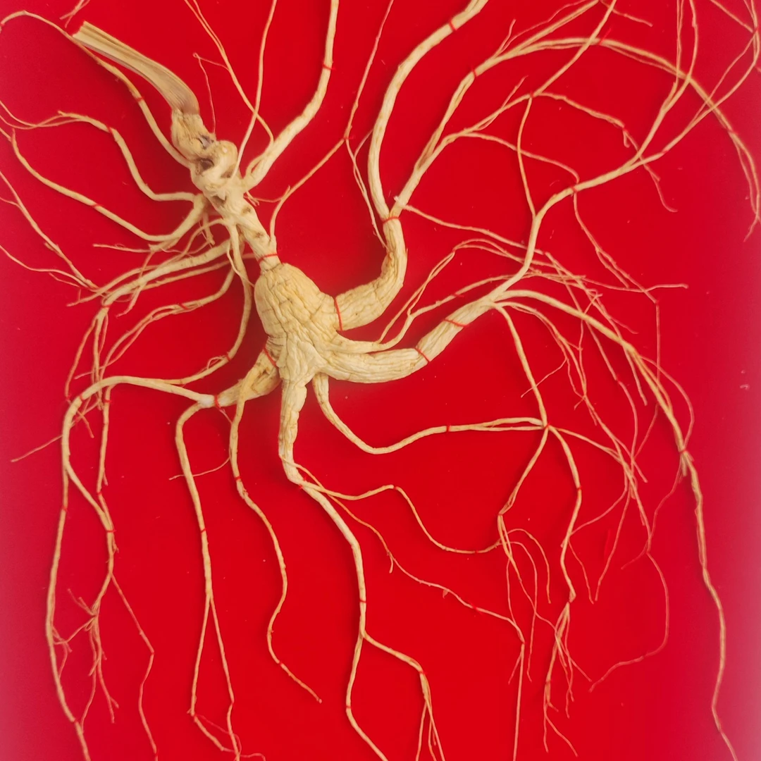 林下参大克重60精美版参