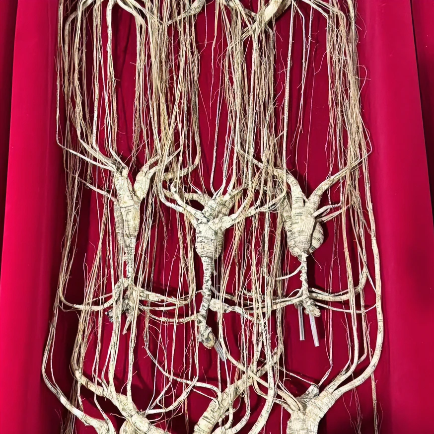 高年份林下参 新鲜 保质保量